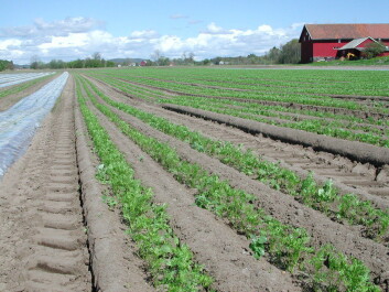 Tidligkultur av gulrot uten plast. Fra Brunlanes i Vestfold. (Foto: Norsk landbruksrådgivning Viken) Tidligkultur av gulrot uten plast. Fra Brunlanes i Vestfold. (Foto: Norsk landbruksrådgivning Viken)