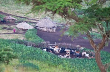 Storfe nær Serengeti holdes ofte i innhegninger, men væpnet vakthold kan være nødvendig. (Foto: Gary Tognoni, Photos.com) Storfe nær Serengeti holdes ofte i innhegninger, men væpnet vakthold kan være nødvendig. (Foto: Gary Tognoni, Photos.com)