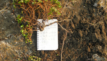 Le Moullec’s small notebook provides a perspective on the size of the polar willow, Salix polaris, which she excavated as a part of her study. Le Moullec’s small notebook provides a perspective on the size of the polar willow, Salix polaris, which she excavated as a part of her study.