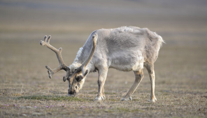 A Svalbard reindeer grazing on a polar willow. A Svalbard reindeer grazing on a polar willow.