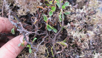 An arctic willow is a little bit like an iceberg — most of it is invisible, in this case, underground. An arctic willow is a little bit like an iceberg — most of it is invisible, in this case, underground.