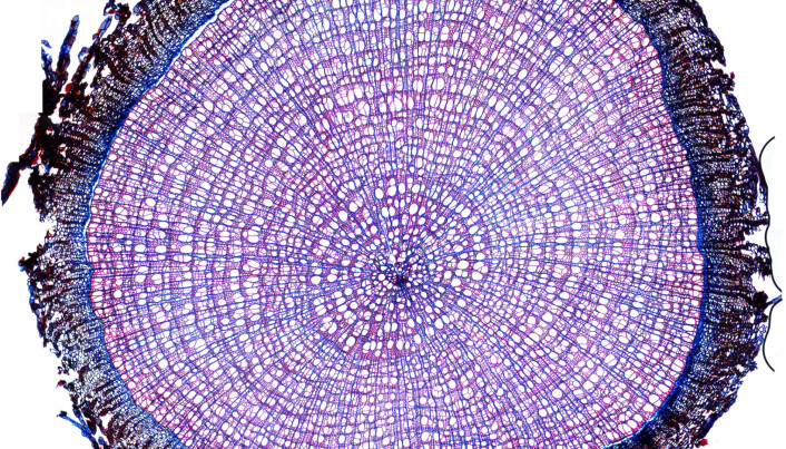 Where science really does become art: a magnified cross-section of an arctic willow, stained purple so that researchers could count growth rings. This actual image is made up of 70 different images from different parts of the cross section. Where science really does become art: a magnified cross-section of an arctic willow, stained purple so that researchers could count growth rings. This actual image is made up of 70 different images from different parts of the cross section.