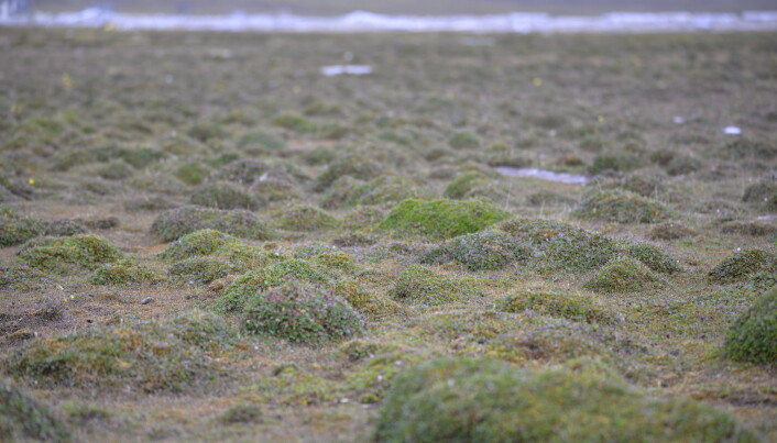 The Svalbard landscape, composed of a miniature forest of tiny polar willows. The Svalbard landscape, composed of a miniature forest of tiny polar willows.