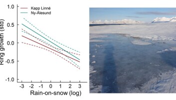 The graph shows how polar willow growth decreases with increasing amounts of rain-on-snow events. The picture to the right shows why: rain-on-snow events encase the willows with an impenetrable layer of ice. The graph shows how polar willow growth decreases with increasing amounts of rain-on-snow events. The picture to the right shows why: rain-on-snow events encase the willows with an impenetrable layer of ice.