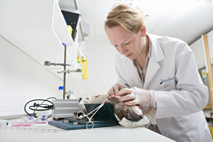 Forsker Tone-Kari Knutsdatter Østbye har tatt leverprøver av laksen for å isolere og dyrke leverceller og studere laksens kapasitet til å produsere de lange marine omega-3 fettsyrer fra de korte omega-3 fettsyrene i rapsolje. Ved å radiomerke den korte omega-3 fettsyren, kunne hun måle hvor mye av fettsyren som ble omdannet til marint omega-3. (Foto: Jon-Are Berg-Jacobsen/Nofima) Forsker Tone-Kari Knutsdatter Østbye har tatt leverprøver av laksen for å isolere og dyrke leverceller og studere laksens kapasitet til å produsere de lange marine omega-3 fettsyrer fra de korte omega-3 fettsyrene i rapsolje. Ved å radiomerke den korte omega-3 fettsyren, kunne hun måle hvor mye av fettsyren som ble omdannet til marint omega-3. (Foto: Jon-Are Berg-Jacobsen/Nofima)