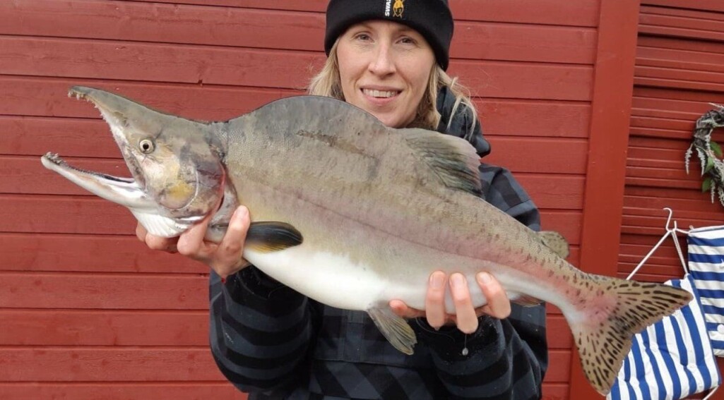 Josefine Bergs fra NIBIO med pukkellaks fanget i 2019. Josefine Bergs fra NIBIO med pukkellaks fanget i 2019.
