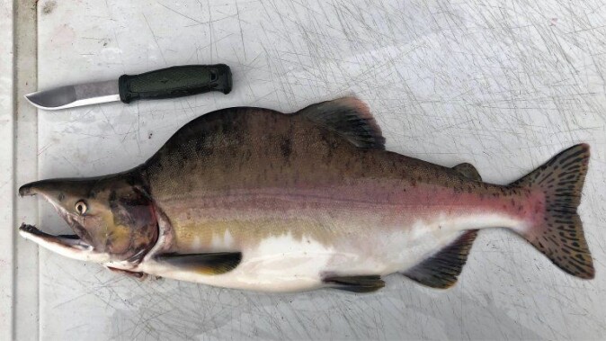 Pukkellaksen er en relativt liten laksefisk og blir vanligvis 1-2 kilo tung. Pukkellaksen er en relativt liten laksefisk og blir vanligvis 1-2 kilo tung.