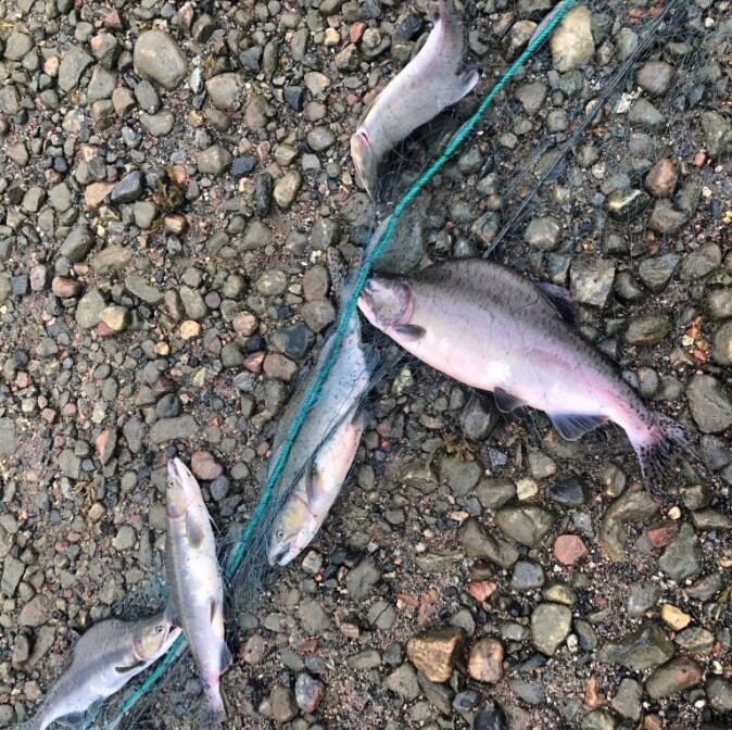 I dag er berørte områder prisgitt frivillig innsats av lokale fiskere for å fiske ut pukkellaksen i et forsøk på å holde bestandene nede. I dag er berørte områder prisgitt frivillig innsats av lokale fiskere for å fiske ut pukkellaksen i et forsøk på å holde bestandene nede.