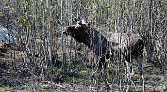 Flere elg krysser grensen fra Russland til Norge