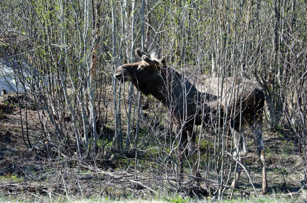 På begynnelsen av 1900-tallet fantes det ikke en eneste elg i Pasvikdalen. Mye har imidlertid endret seg siden den gang.