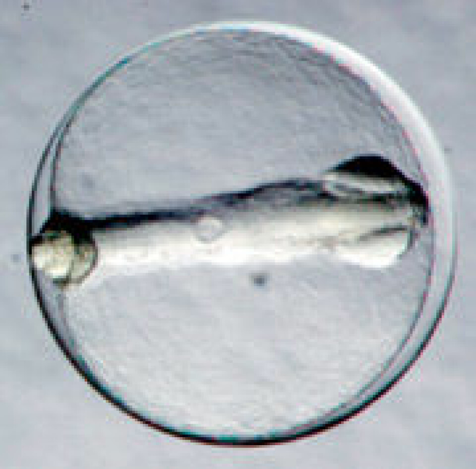 Ti dager gammelt torskeembryo. (Foto: Havforskningsinstituttet)