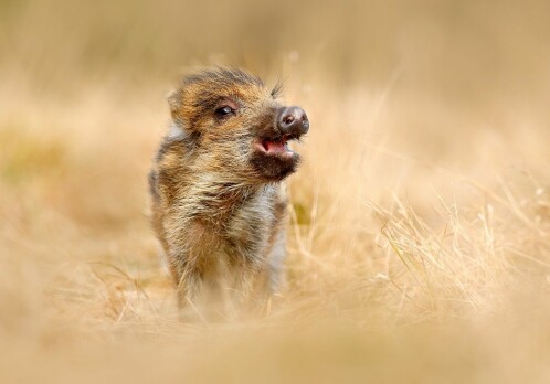 No disadvantages to having kids early. If you're a wild boar, that is.