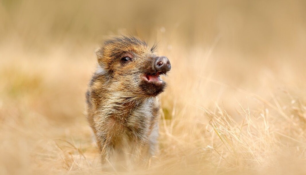 Wild boar males that grew rapidly actually had lower mortality due to both hunting and natural causes. Wild boar males that grew rapidly actually had lower mortality due to both hunting and natural causes.
