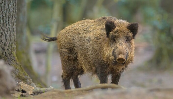 Wild boar are starting to establish themselves in Norway after spreading via Sweden. Wild boar are starting to establish themselves in Norway after spreading via Sweden.