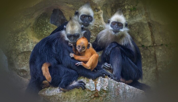 White-headed langur. White-headed langur.