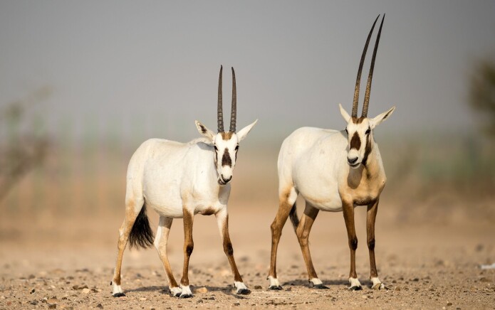 Arabiaoryx Arabiaoryx