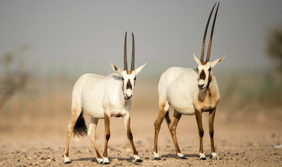 Antilopen Arabisk oryx levde før over nesten hele Midtøsten. I 1970 var det ikke flere ville dyr igjen, men flere overlevde i fangenskap. Noen av dem ble satt ut i naturen, og i dag er det omtrent 850 voksne dyr som bor i fem land. Opptil 7000 slike antiloper lever i fangenskap.