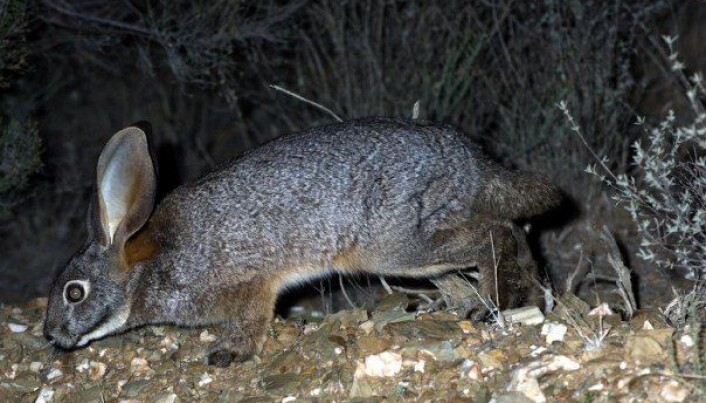 Riverine-hare Riverine-hare