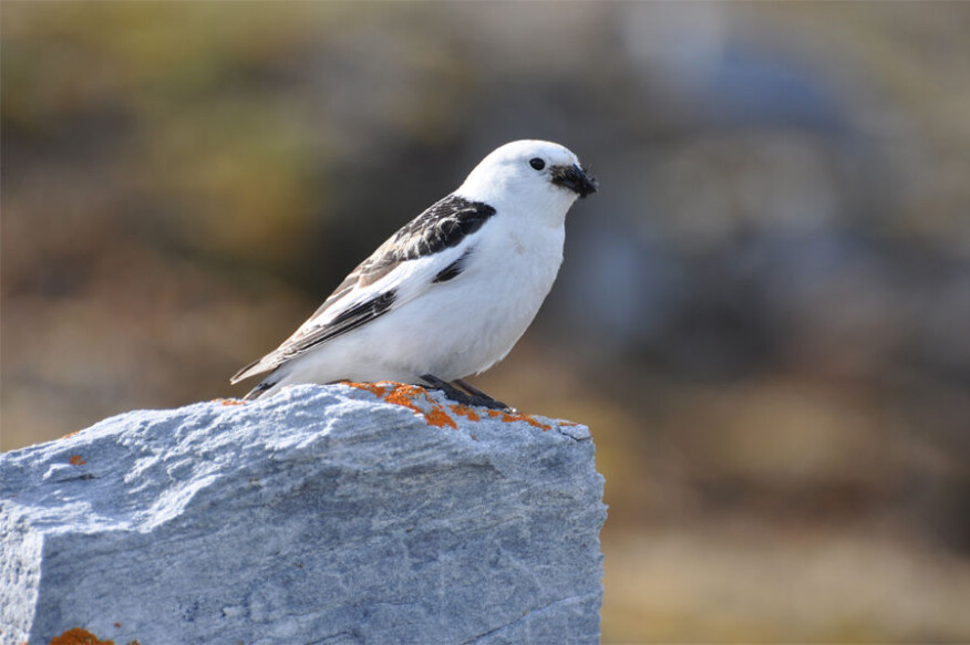 Forskning viser betydelig høyere nivåer av PCB i snøspurvegg fra Barentsburg og Pyramiden enn i egg fra Longyearbyen og Ny-Ålesund. (Foto: Geir Wing Gabrielsen / Norsk Polarinstitutt) Forskning viser betydelig høyere nivåer av PCB i snøspurvegg fra Barentsburg og Pyramiden enn i egg fra Longyearbyen og Ny-Ålesund. (Foto: Geir Wing Gabrielsen / Norsk Polarinstitutt)