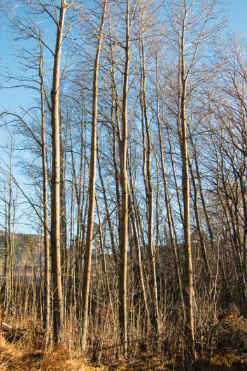 Nye enzymer kan benyttes til å bryte ned treverk raskt. (Foto: John Yngvar Larsson / Skog og landskap) Nye enzymer kan benyttes til å bryte ned treverk raskt. (Foto: John Yngvar Larsson / Skog og landskap)