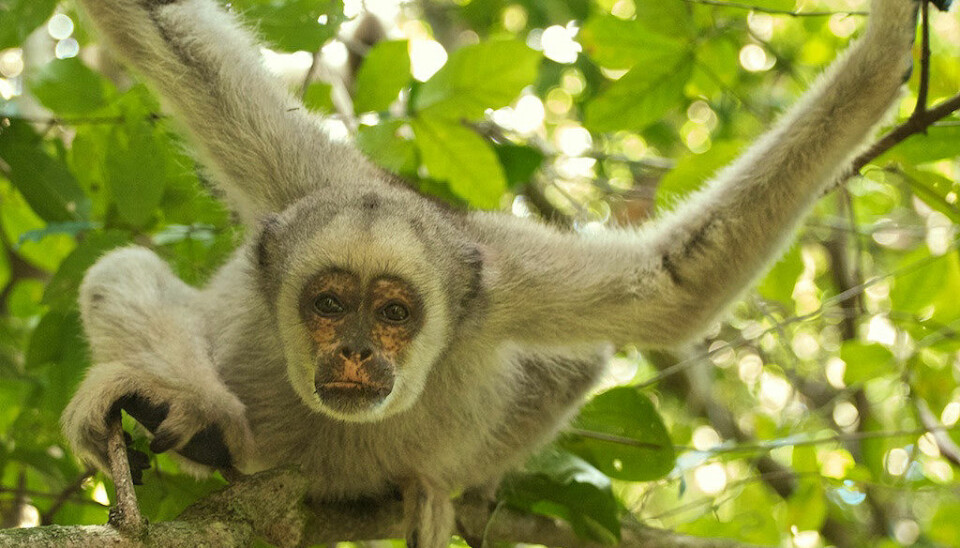 Apen Northern Muriqui bor også i Brasil. Det er cirka 1000 slike aper igjen, men antallet synker. De er truet av jakt og av at skogen de bor i, blir stadig mindre.
