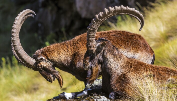 Walia ibex Walia ibex