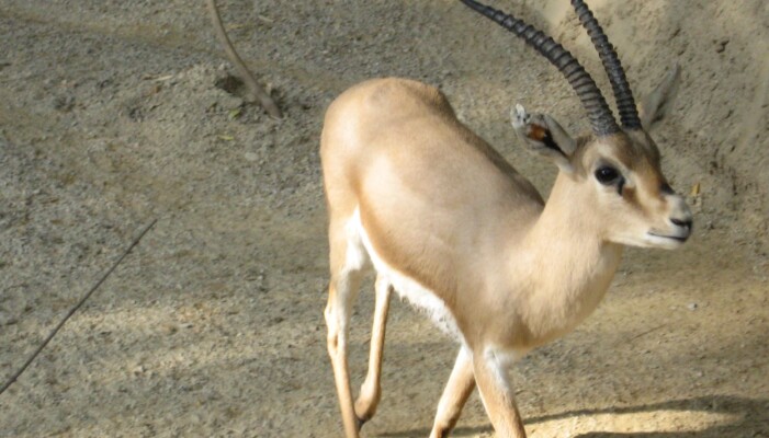 Slender-horned gaselle Slender-horned gaselle