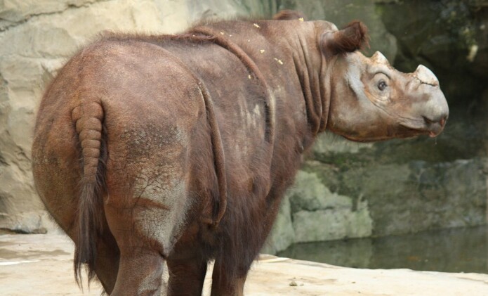 Sumatra-neshorn Sumatra-neshorn