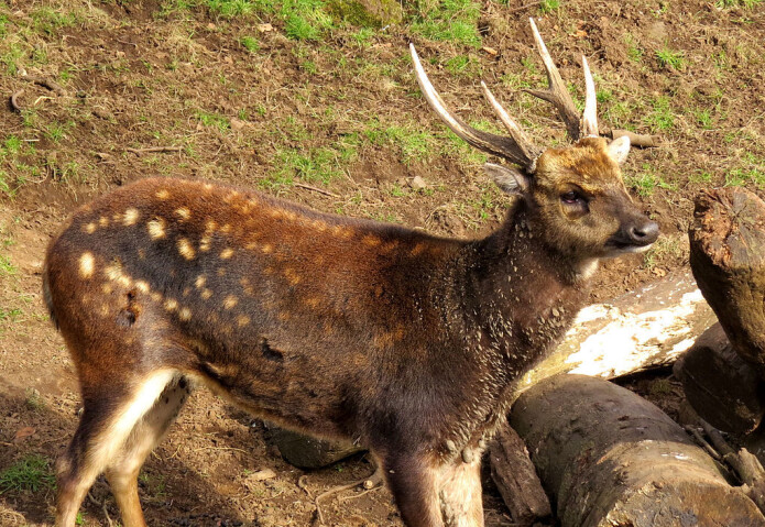 Philippine spotted deer Philippine spotted deer