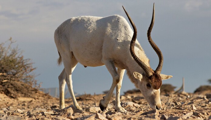 Addax Addax