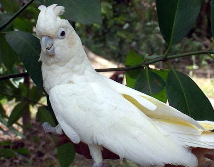 Red-vented cockatoo Red-vented cockatoo