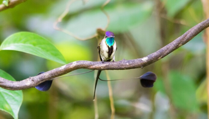Marvellous spatuletail Marvellous spatuletail