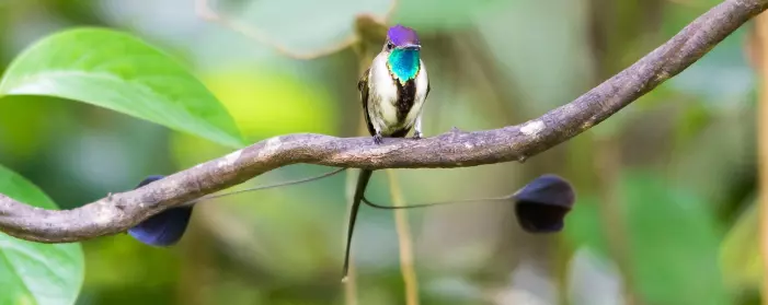 Denne kolibrien har en helt spesiell hale med to vakre fjær. Den har ikke noe norsk navn, men heter Marvellous spatuletail på engelsk. Fuglen finnes bare i Peru, og det er satt igang tiltak for å redde den.