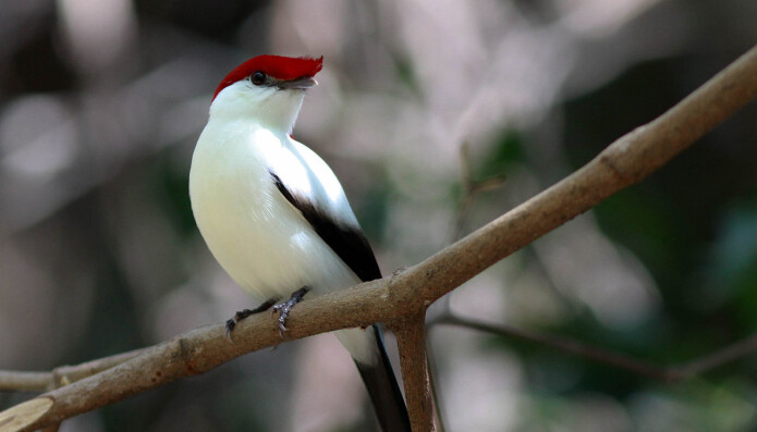 Araripe manakin Araripe manakin