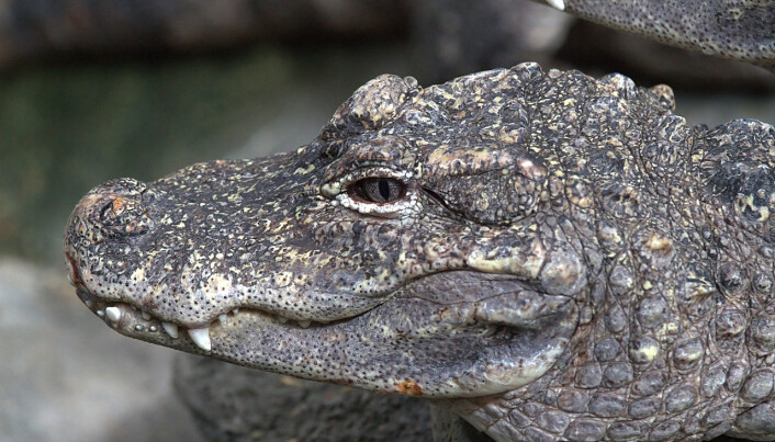 Kinesisk alligator Kinesisk alligator