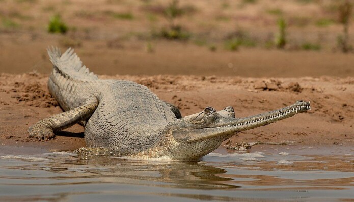 Gharial Gharial