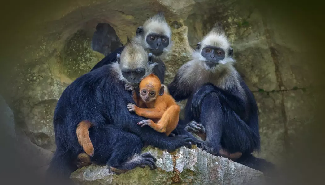 Flere arter er nær ved å bli utryddet. Blant annet disse apene, som på engelsk heter White-headed langur. De lever i Kina og Vietnam, men det er få igjen av dem. Apene har blitt jaktet på og de blir brukt i tradisjonell medisin.