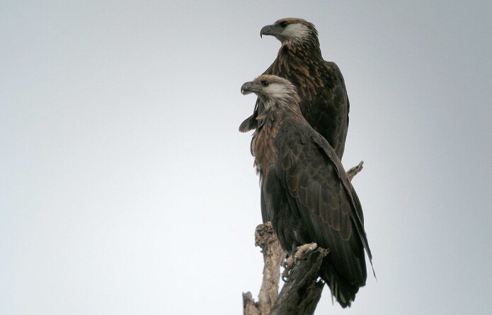 Madagascan fish eagle Madagascan fish eagle