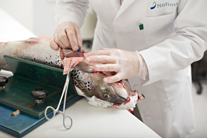 ‒ Dette er et viktig funn siden innhold av de sunne marine omega-3 fettsyrene i oppdrettslaksen er sentralt for oppdrettslaksens egen helse og for sunnheten til lakseproduktet vi spiser, sier forsker Tone-Kari Knutsdatter Østbye i Nofima. (Foto: Jon-Are Berg-Jacobsen/Nofima) ‒ Dette er et viktig funn siden innhold av de sunne marine omega-3 fettsyrene i oppdrettslaksen er sentralt for oppdrettslaksens egen helse og for sunnheten til lakseproduktet vi spiser, sier forsker Tone-Kari Knutsdatter Østbye i Nofima. (Foto: Jon-Are Berg-Jacobsen/Nofima)