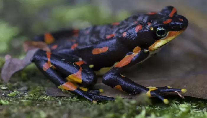 Harlequin-frosken var vanlig i Costa Rica og Panama, helt til en sykdom begynte å spre seg blant dem. Nå er denne frosken truet av utryddelse. Sykdom som kommer av sopp er svært farlig for mange typer frosker og salamandere.