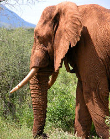 "De store ørene hjelper elefanten blant annet med å kvitte seg med varme. Den lange halsen og halen til sauropodene kan ha hatt samme funksjon, mener forskerne. (Foto: Save the Elephants)" "De store ørene hjelper elefanten blant annet med å kvitte seg med varme. Den lange halsen og halen til sauropodene kan ha hatt samme funksjon, mener forskerne. (Foto: Save the Elephants)"
