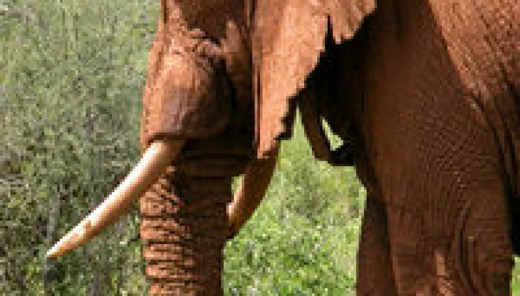 Elefanter liker ikke oppoverbakker
