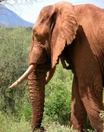 "De store ørene hjelper elefanten blant annet med å kvitte seg med varme. Den lange halsen og halen til sauropodene kan ha hatt samme funksjon, mener forskerne. (Foto: Save the Elephants)"