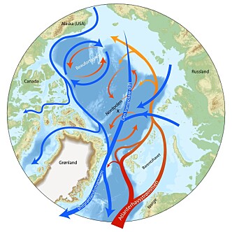 Sirkulasjonen i Polhavet. Relativt varmt og salt vann i Den norske atlanterhavsstrømmen finner veien inn i Polhavet vest for Svalbard (Vestspitsbergenstrømmen). En annen grein krysser Barentshavet og kommer inn i Polhavet øst for Frans Josefs land. Figur av Morven Muilvijk, publisert i Store Norske Leksikon Sirkulasjonen i Polhavet. Relativt varmt og salt vann i Den norske atlanterhavsstrømmen finner veien inn i Polhavet vest for Svalbard (Vestspitsbergenstrømmen). En annen grein krysser Barentshavet og kommer inn i Polhavet øst for Frans Josefs land. Figur av Morven Muilvijk, publisert i Store Norske Leksikon