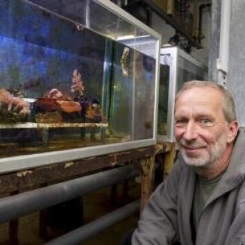 Fagdirektør Jesper Horsted forteller om disse små korallene som blir dyrket i kjelleren under Danmarks Akvarium. (Foto: Peter Hauerbach) Fagdirektør Jesper Horsted forteller om disse små korallene som blir dyrket i kjelleren under Danmarks Akvarium. (Foto: Peter Hauerbach)