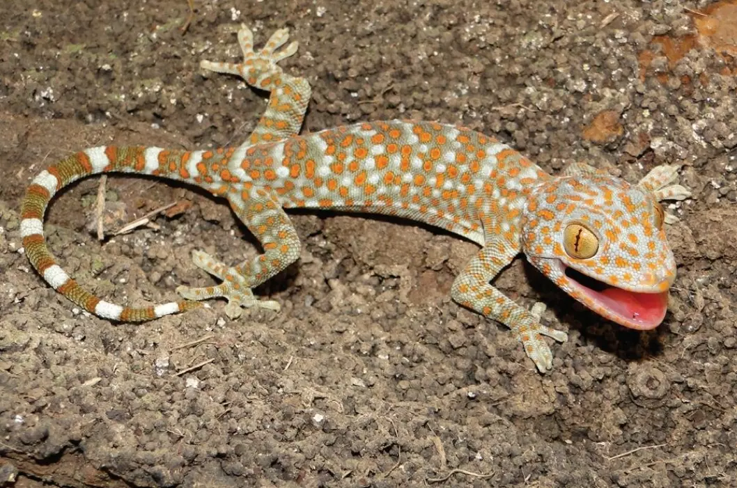 Et prakteksemplar av Tokay-gekkoen med intakt hale. (Foto: Wikipedia Commons/Hinrich Kaiser)