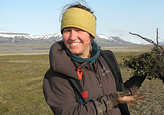 A tiny arctic shrub reveals secrets of plant growth on Svalbard