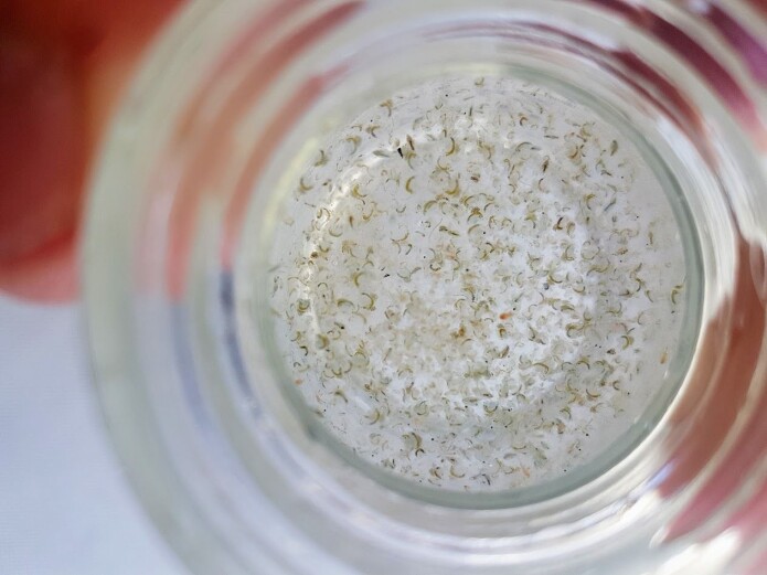 Gelékreps i prøveglass. Arten kan tidvis forekomme i så høye tettheter at den nesten tetter igjen dyreplanktonhåven som prøven tas med. I Canada snakker man om «jellification» av innsjøer der gelékreps har økt markant i innsjøer hvor kalsiumkonsentrasjonen er gått ned. Bildet er ikke fra Gelékreps i prøveglass. Arten kan tidvis forekomme i så høye tettheter at den nesten tetter igjen dyreplanktonhåven som prøven tas med. I Canada snakker man om «jellification» av innsjøer der gelékreps har økt markant i innsjøer hvor kalsiumkonsentrasjonen er gått ned. Bildet er ikke fra