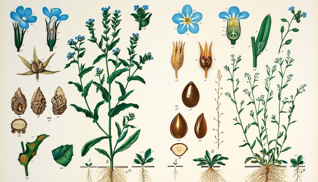 I plansjene viste Emil Korsmo plantenes livsløp. I plansjene viste Emil Korsmo plantenes livsløp.