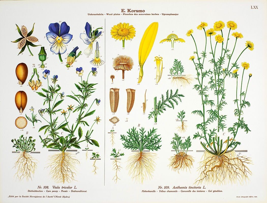 Korsmo regnet stemorsblomsten blant ugressene. Den er populær som prydplante. Alle deler av planten er spiselig. Den kalles også Nordens vanilje, og vaniljesmaken kan trekkes ut ved å legge stenglene i væske. Korsmo regnet stemorsblomsten blant ugressene. Den er populær som prydplante. Alle deler av planten er spiselig. Den kalles også Nordens vanilje, og vaniljesmaken kan trekkes ut ved å legge stenglene i væske.